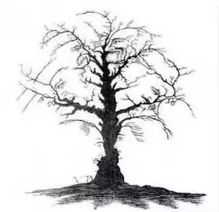 一棵樹引發的深思